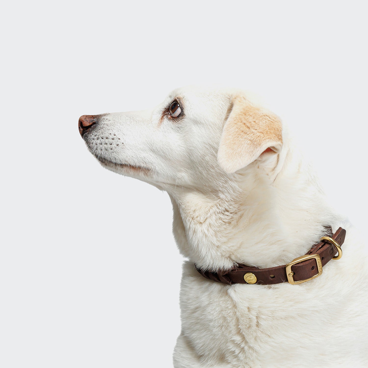 Dog Collar Central Park - Saddle Brown — original