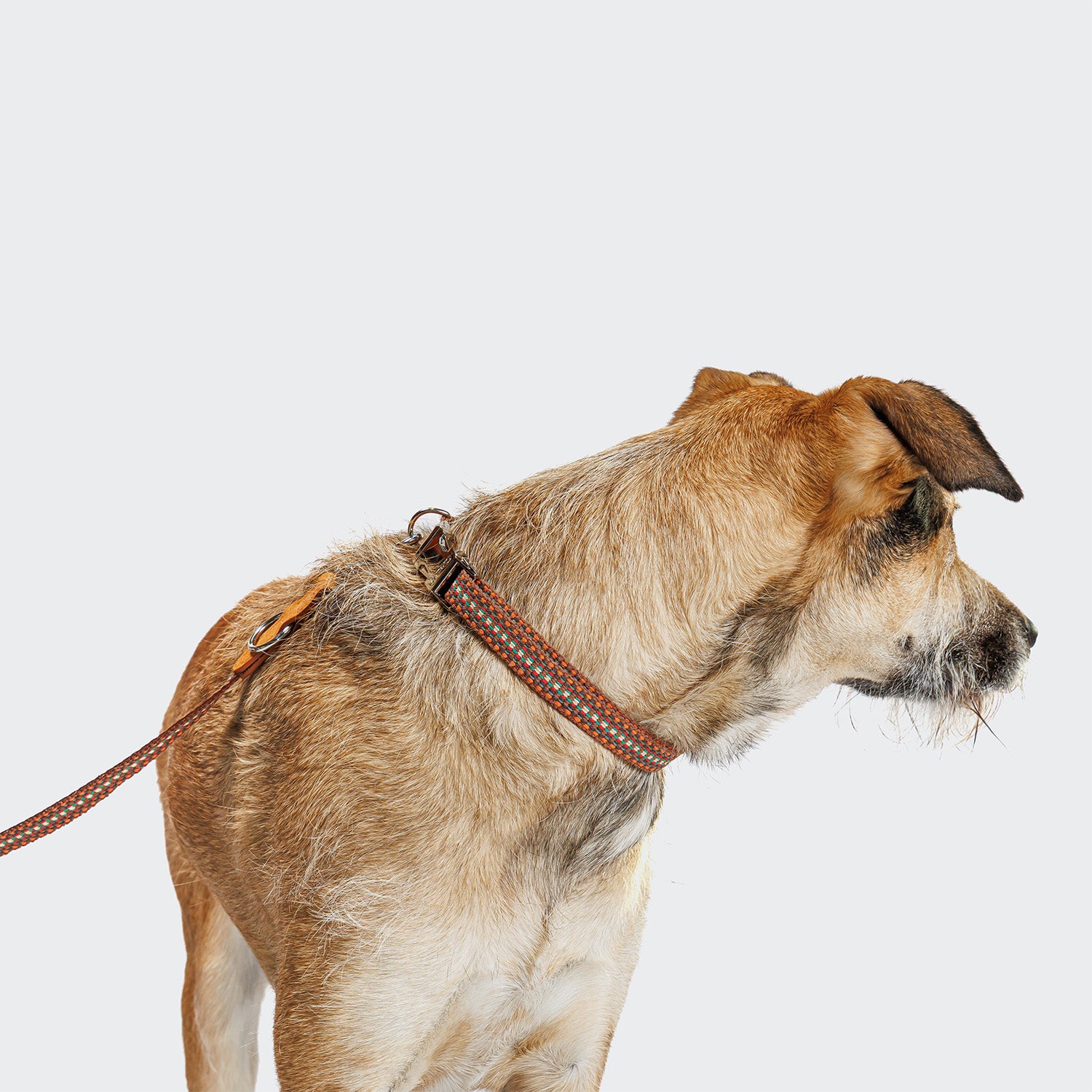 Dog Leash - Prater Sunset — detail 2