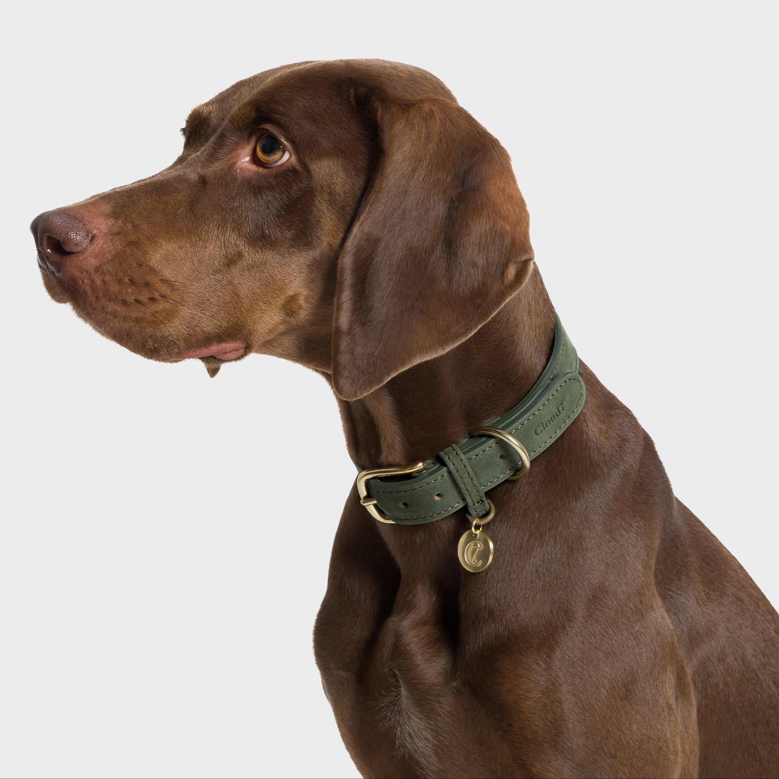 Dog Collar Tiergarten - Moss — original